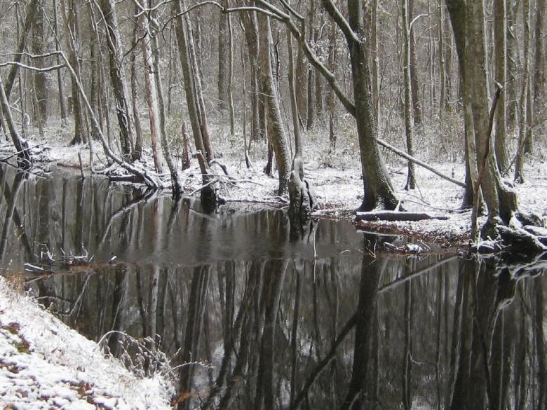 Free stock image of Great Dismal Swamp created by Pixabay