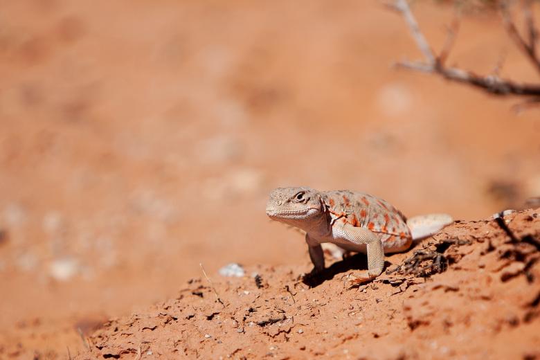 Free stock image of Long Nosed Leopard Lizard created by Pixabay