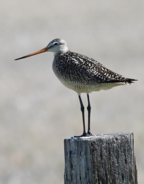 Free stock image of Marbled Godwit created by Pixabay