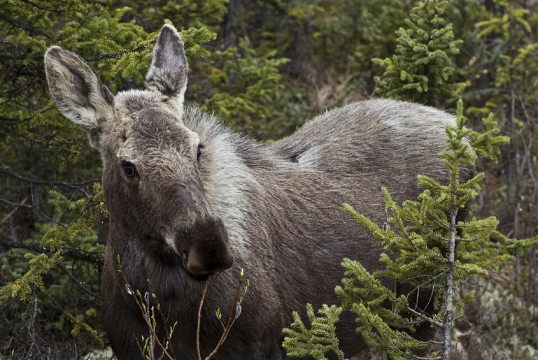 Free stock image of Wild Moose created by Pixabay