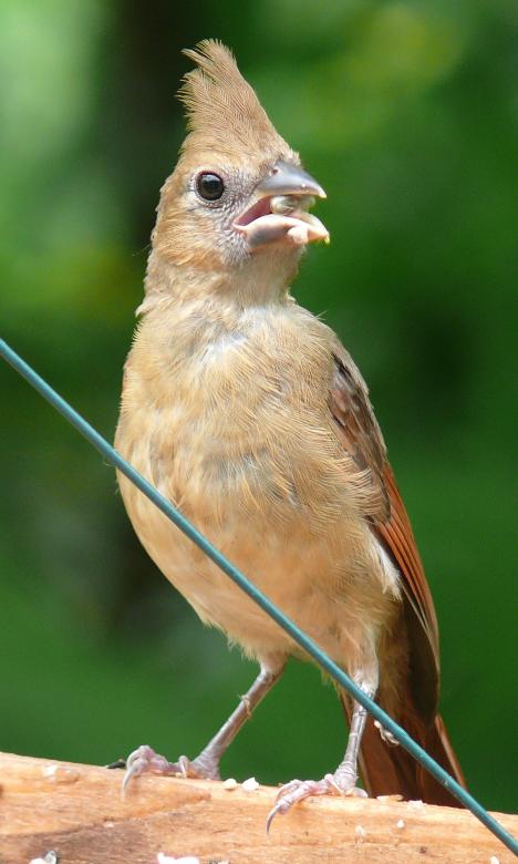 Free stock image of Northern Cardinal created by Pixabay