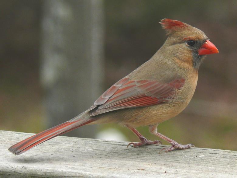 Free stock image of Northern Cardinal created by Pixabay