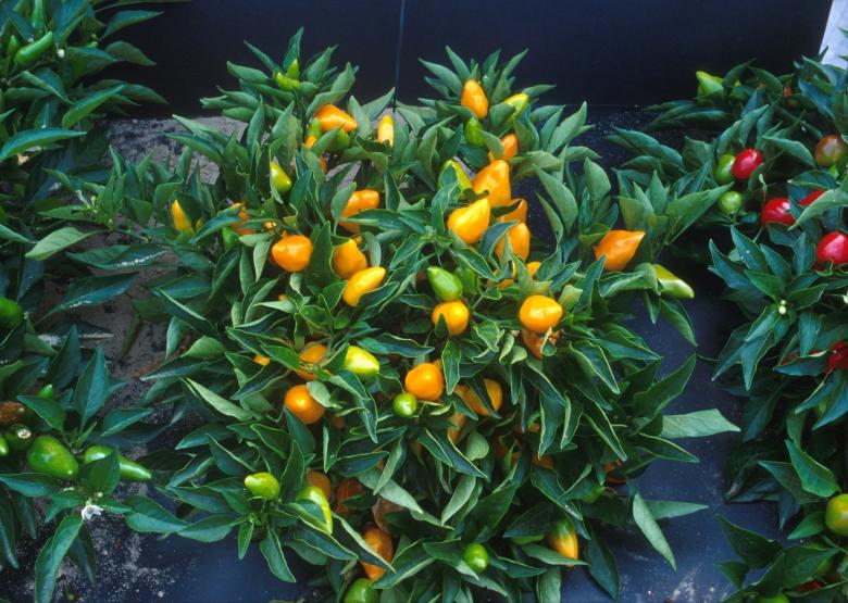 Free stock image of Orange Pepper Plants created by Pixabay