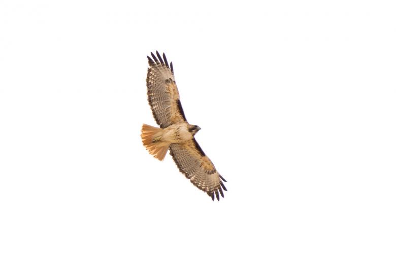 Free stock image of Red Tailed Hawk created by Pixabay