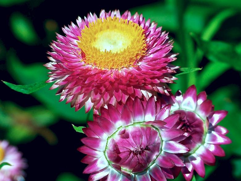 Free stock image of Straw Flowers created by Pixabay