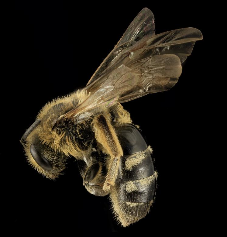 Free stock image of Sweat Bee created by Pixabay