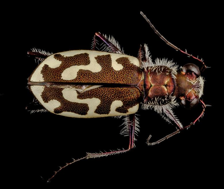 Free stock image of Tiger Beetle created by Pixabay