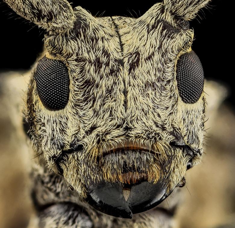 Free stock image of White Oak Borer created by Pixabay