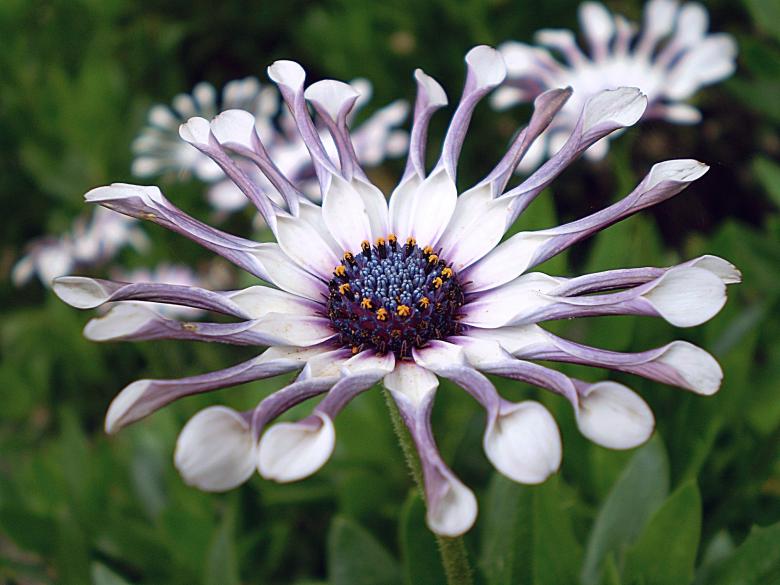 Free stock image of African Daisy created by Pixabay
