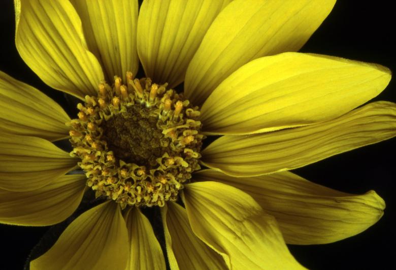 Free stock image of Arrowleaf Balsamroot created by Pixabay