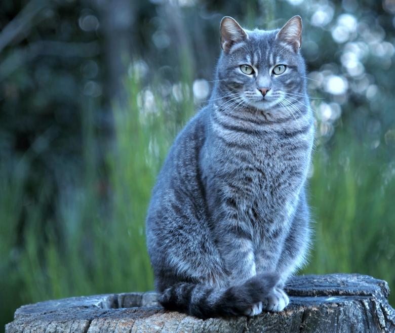 Free stock image of Pussy Cat created by Pixabay