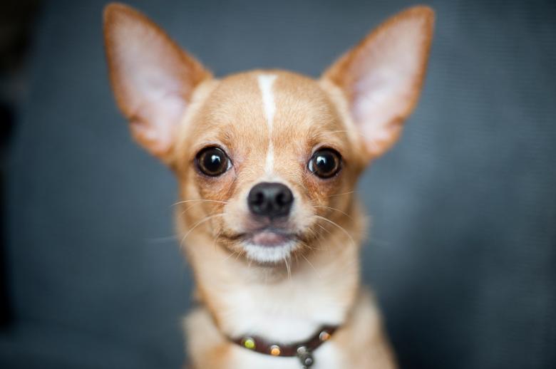 Free stock image of Chihuahua Dog created by Pixabay