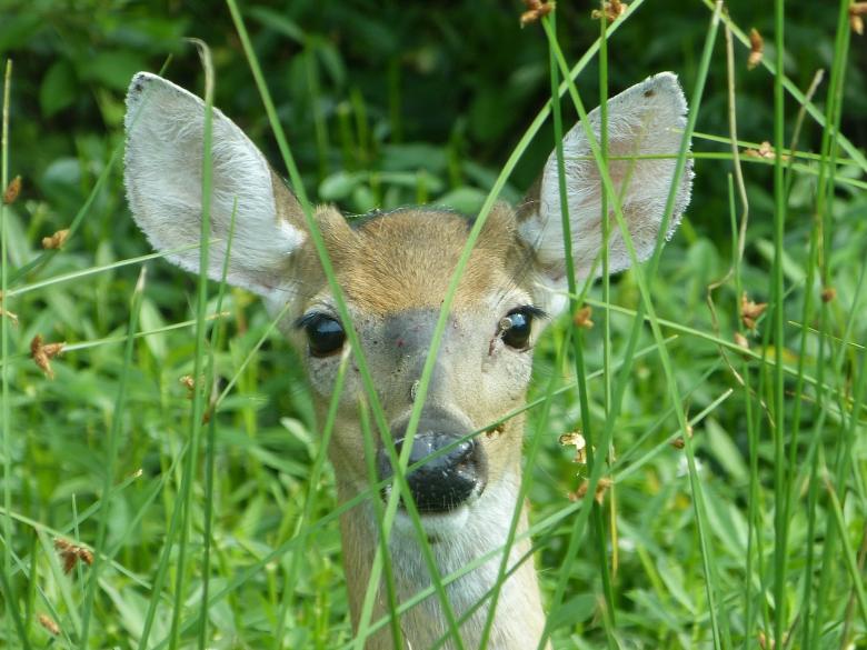 Free stock image of Wild Deer created by Pixabay