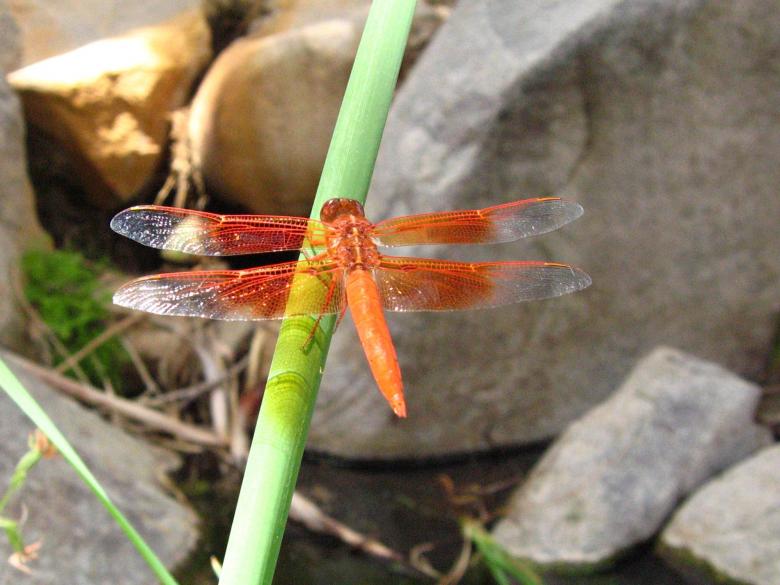 Free stock image of Flame Skimmer created by Pixabay