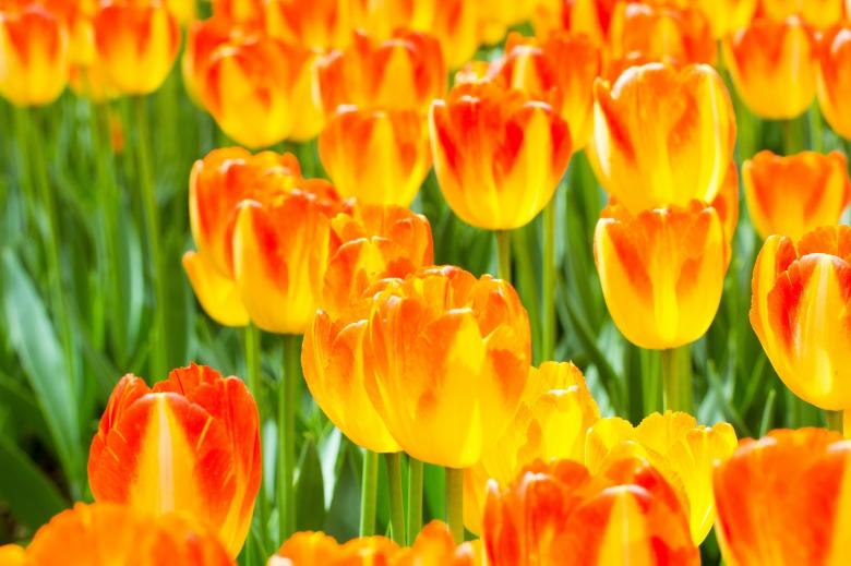 Free stock image of Flowers in the Garden created by Pixabay