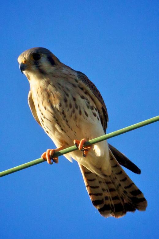 Free stock image of Kestrel Resting created by Pixabay