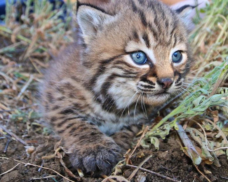 Free stock image of Little Kitten created by Pixabay