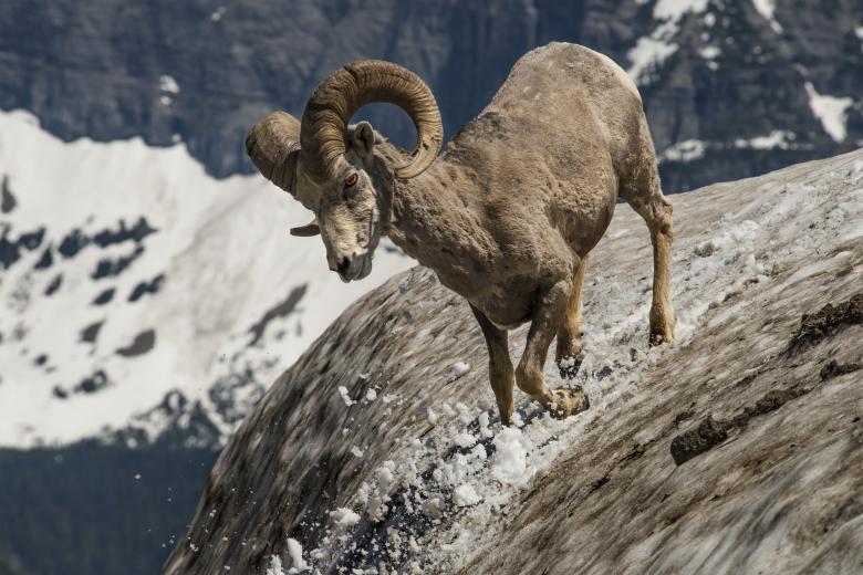 Free stock image of Longhorn Sheep created by Pixabay