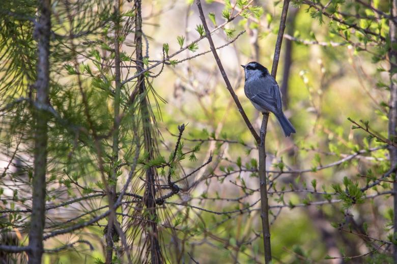Free stock image of Mountain Chickadee created by Pixabay