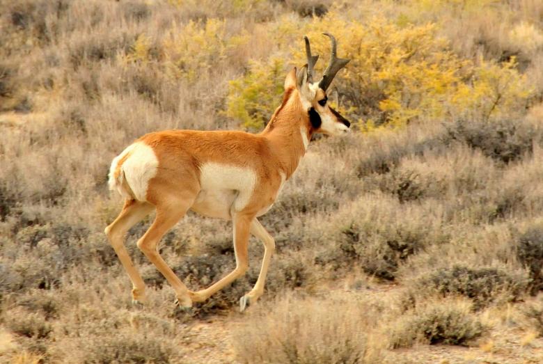 Free stock image of Wild Pronghorn created by Pixabay