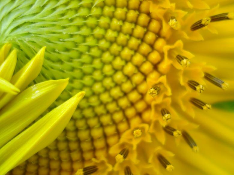 Free stock image of Sunflower Closeup created by Pixabay