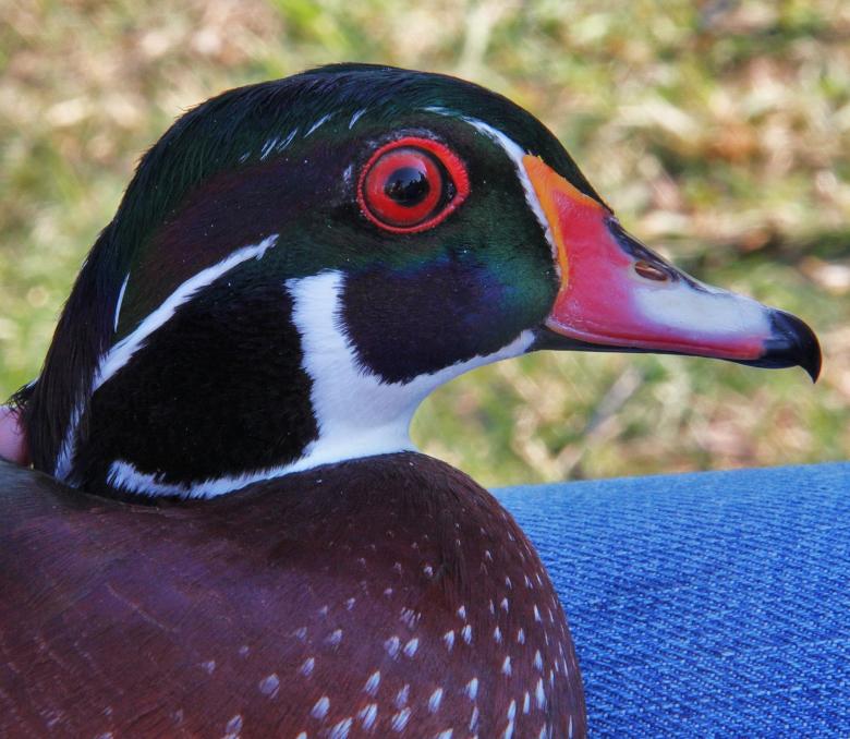 Free stock image of Wood Duck created by Pixabay