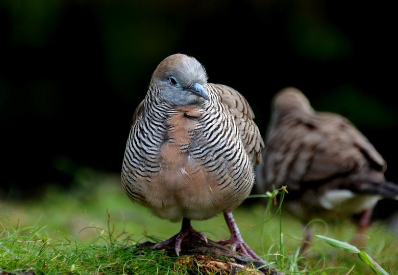 Free stock image of Zebra Dove created by Pixabay
