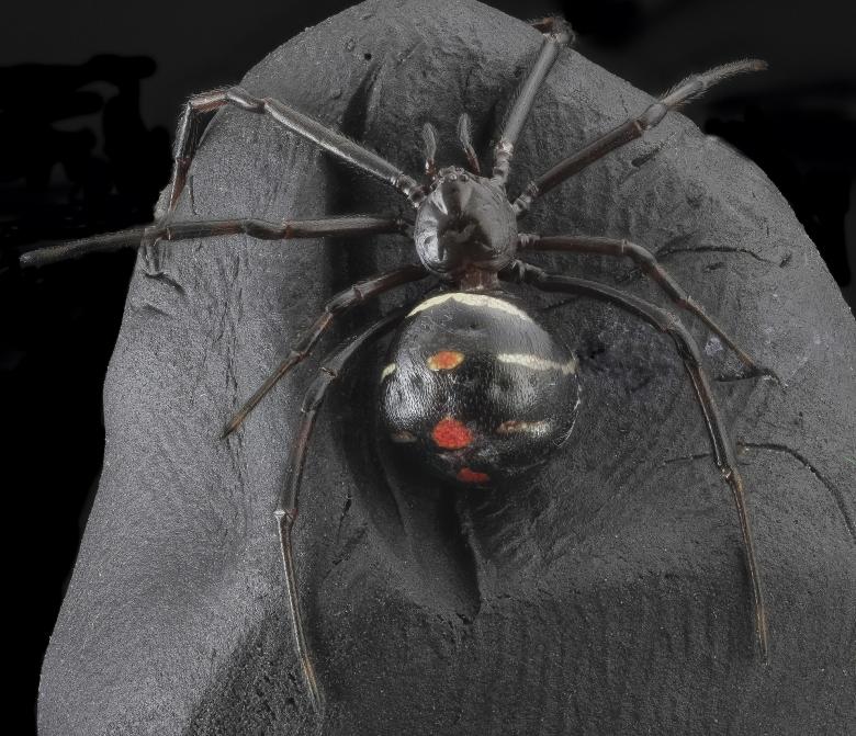 Free stock image of Black Widow Spider created by Pixabay