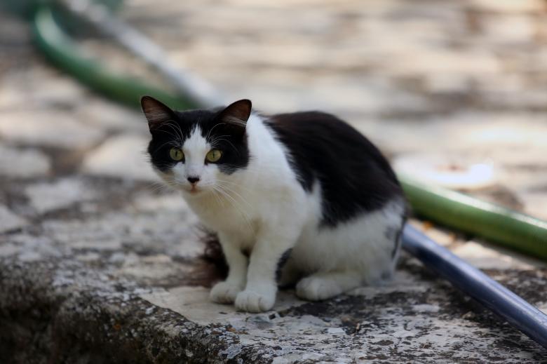 Free stock image of Pet Cat created by Pixabay