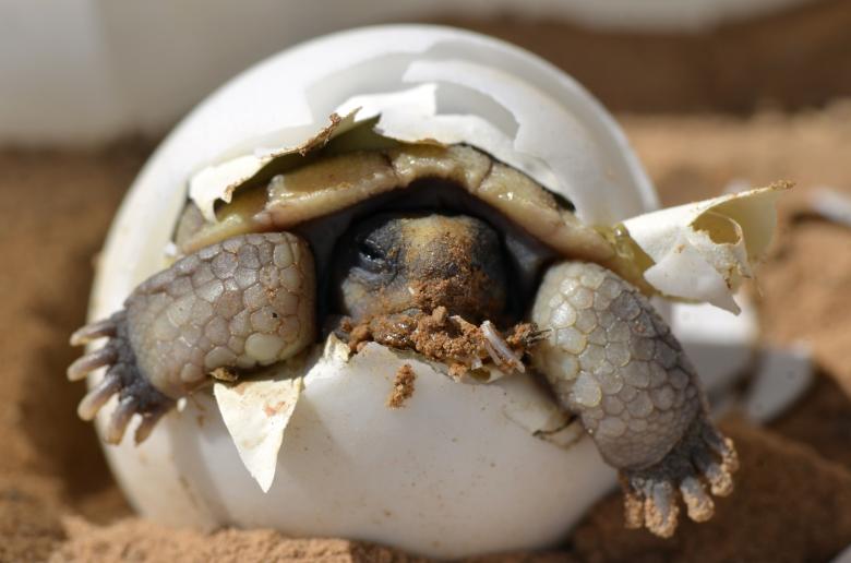 Free stock image of Desert Tortoise  created by Pixabay