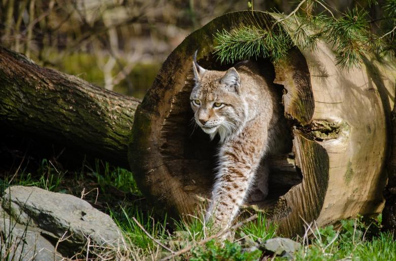 Free stock image of Lynx in the Jungle created by Pixabay