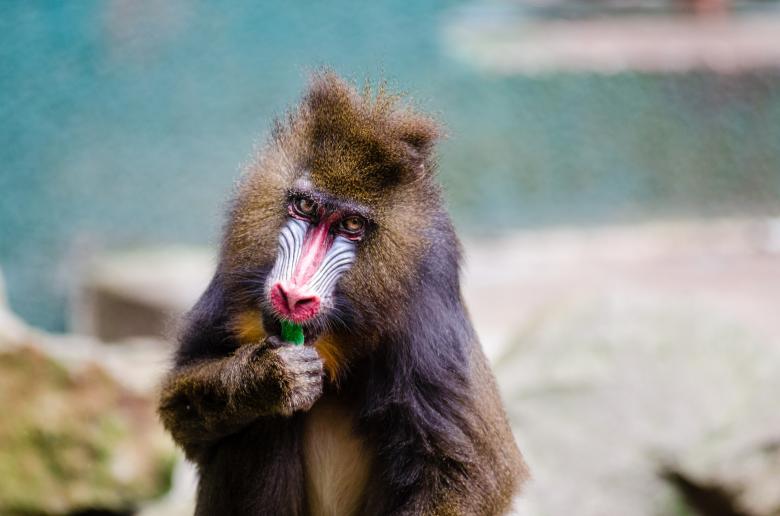 Free stock image of Wild Mandrill created by Pixabay