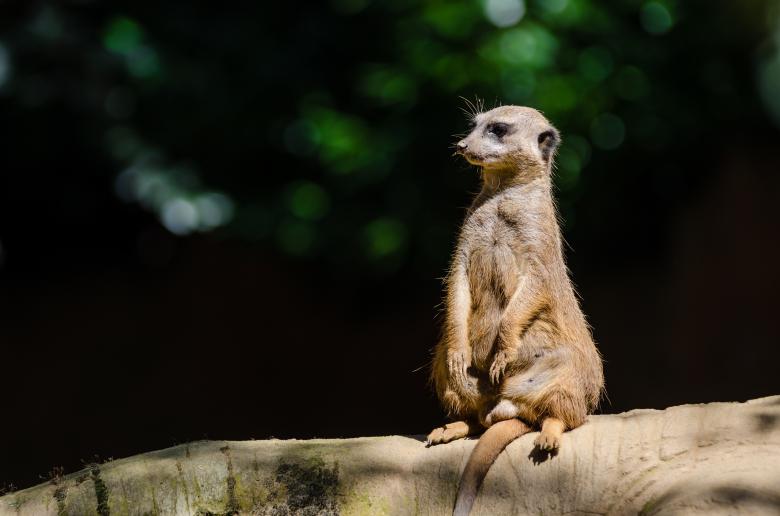 Free stock image of Wild Meerkat created by Pixabay