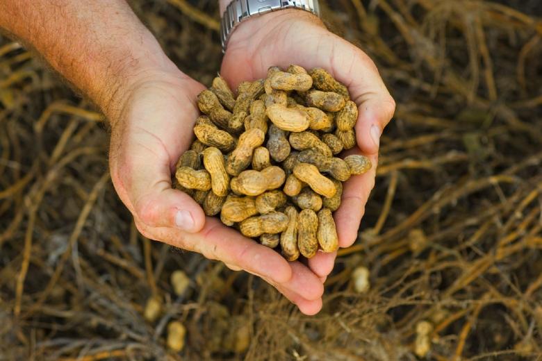 Free stock image of Peanuts in the Farm created by Pixabay