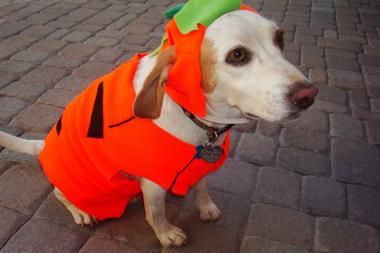 Free stock image of Pumpkin Costume created by Pixabay