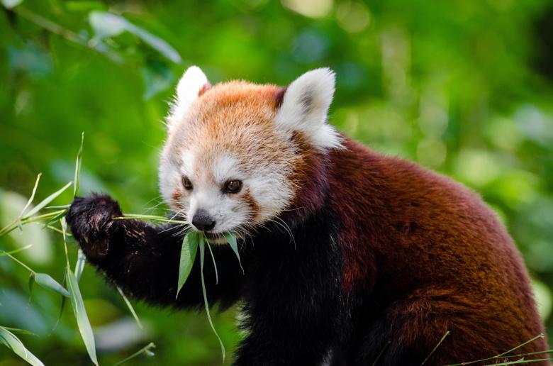 Free stock image of Red Panda created by Pixabay