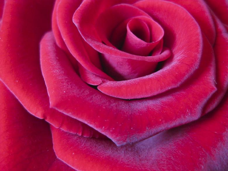 Free stock image of Beautiful Rose created by Pixabay