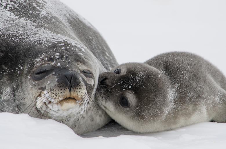 Free stock image of Sleeping Seal created by Pixabay