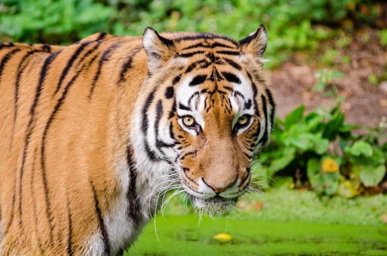Free stock image of Beangal Tiger created by Pixabay