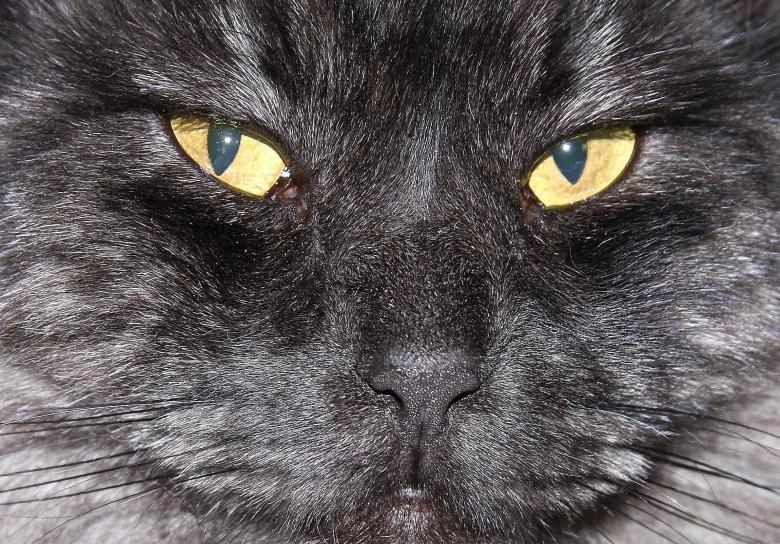 Free stock image of Black Cat created by Pixabay