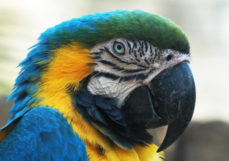 Free stock image of Blue Macaw created by Pixabay