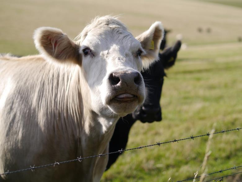 Free stock image of Cows in the Farm created by Pixabay