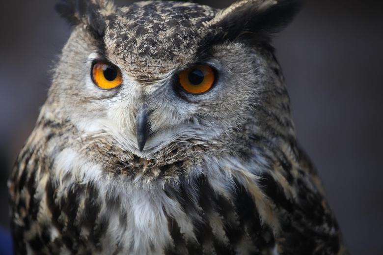 Free stock image of Eagle Owl created by Pixabay