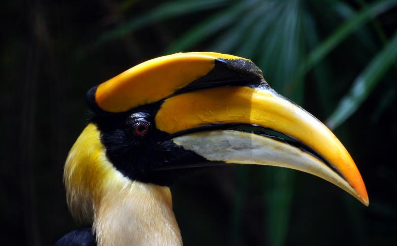 Free stock image of Indian Hornbill created by Pixabay