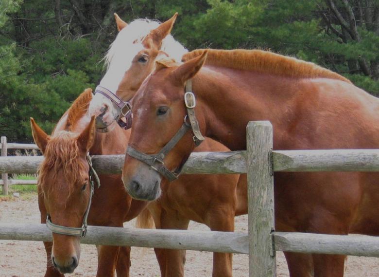 Free stock image of Wild Horses created by Pixabay