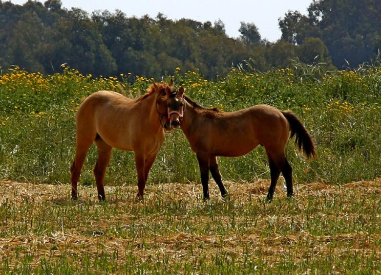 Free stock image of Wild Horses created by Pixabay