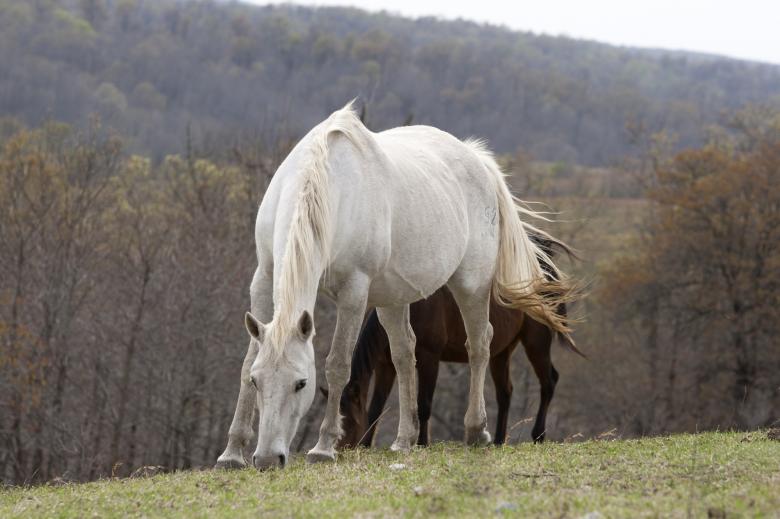 Free stock image of Wild Horses created by Pixabay