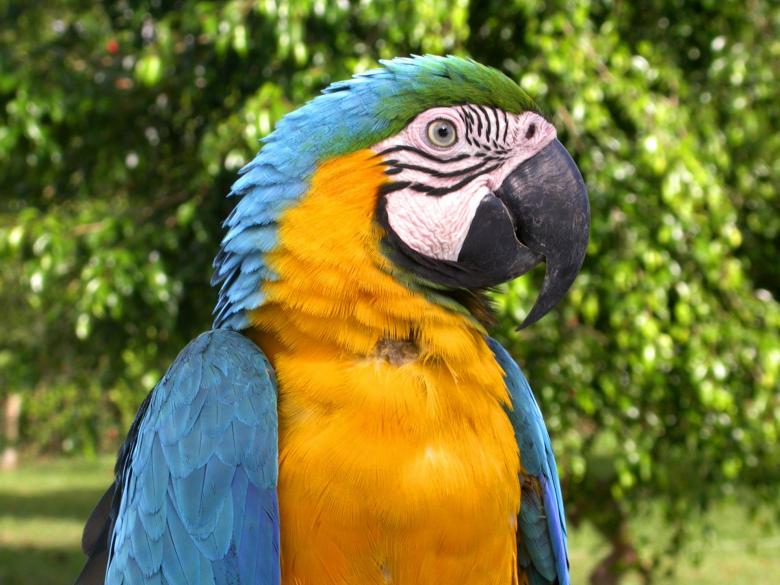 Free stock image of Colorful Macaw created by Pixabay