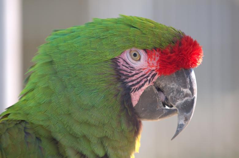Free stock image of Military Macaw created by Pixabay