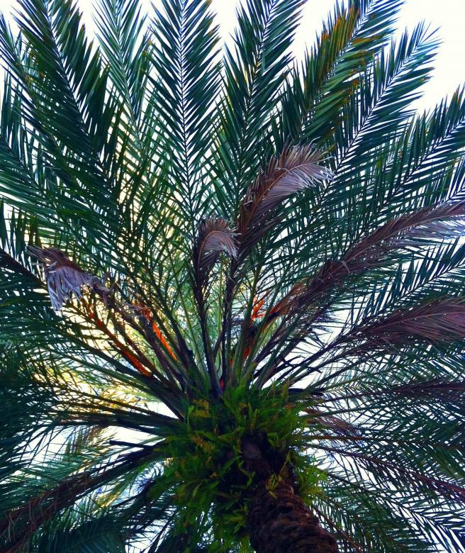 Free stock image of Palm Fronds created by Pixabay